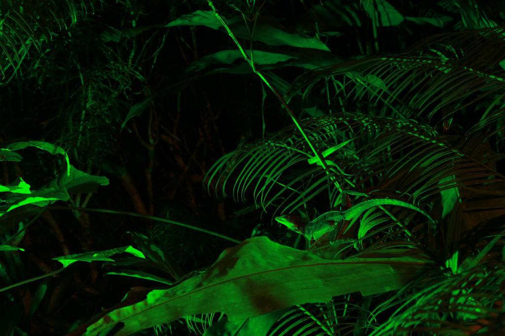 Aguila De Osa Rainforest Lodge Drakes Bay Exterior foto